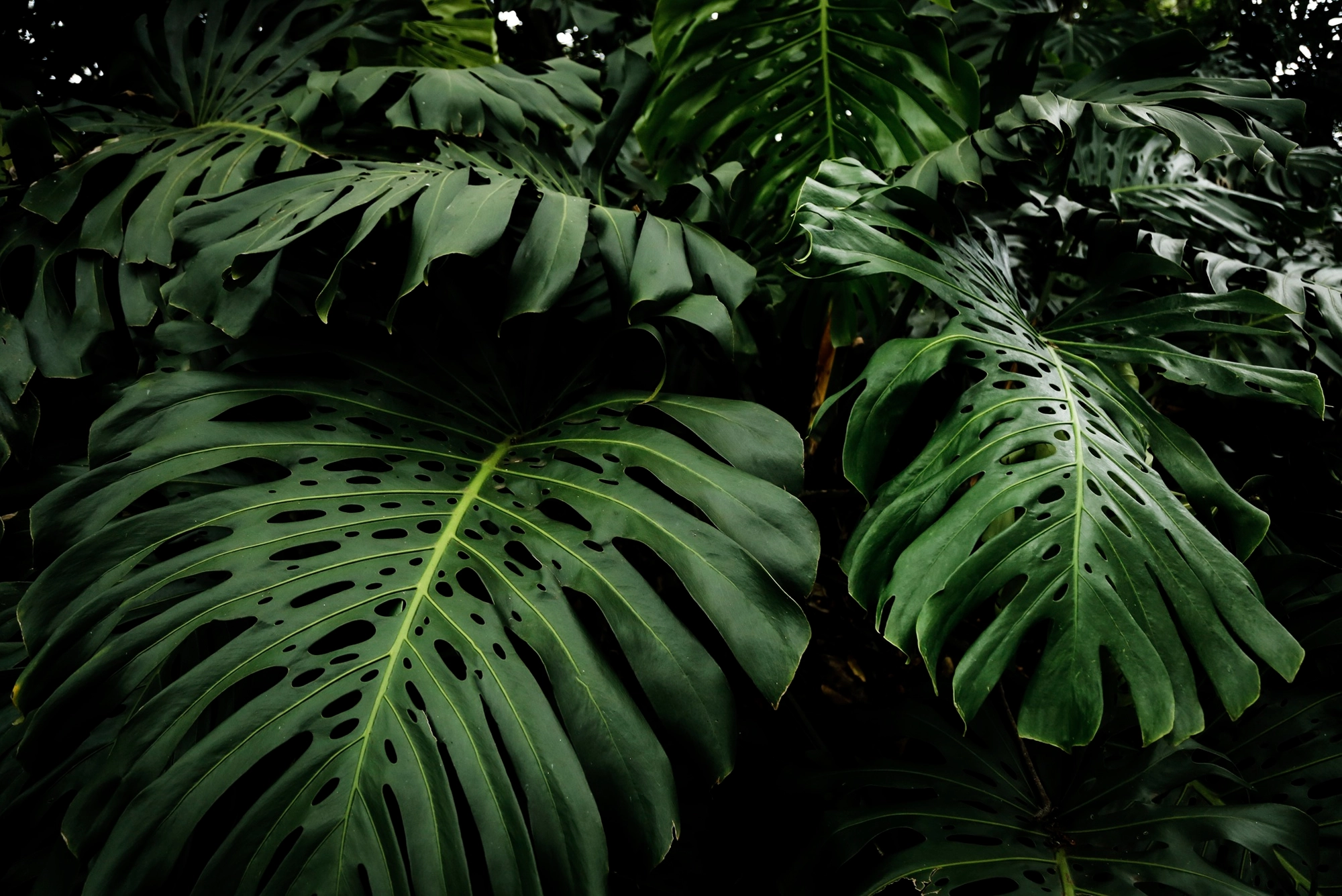 Hintergrundbild